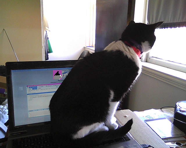 chatte assise sur l'ordinateur portable